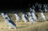 Penguin Skybox Tour